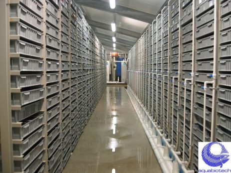 Lobster trays in vertical shelving