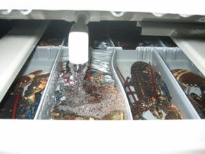 Clear, recycled water flowing around segregated lobsters