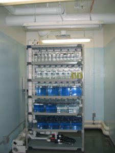 Dalhousie University Zebrafish unit