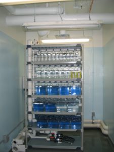 Dalhousie University Zebrafish unit