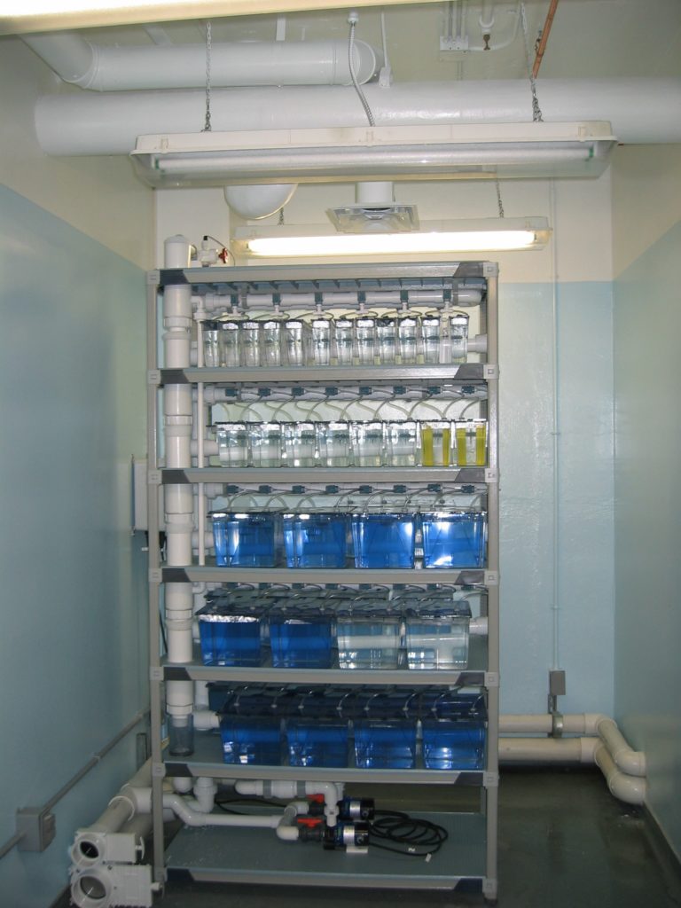 Dalhousie University Zebrafish unit